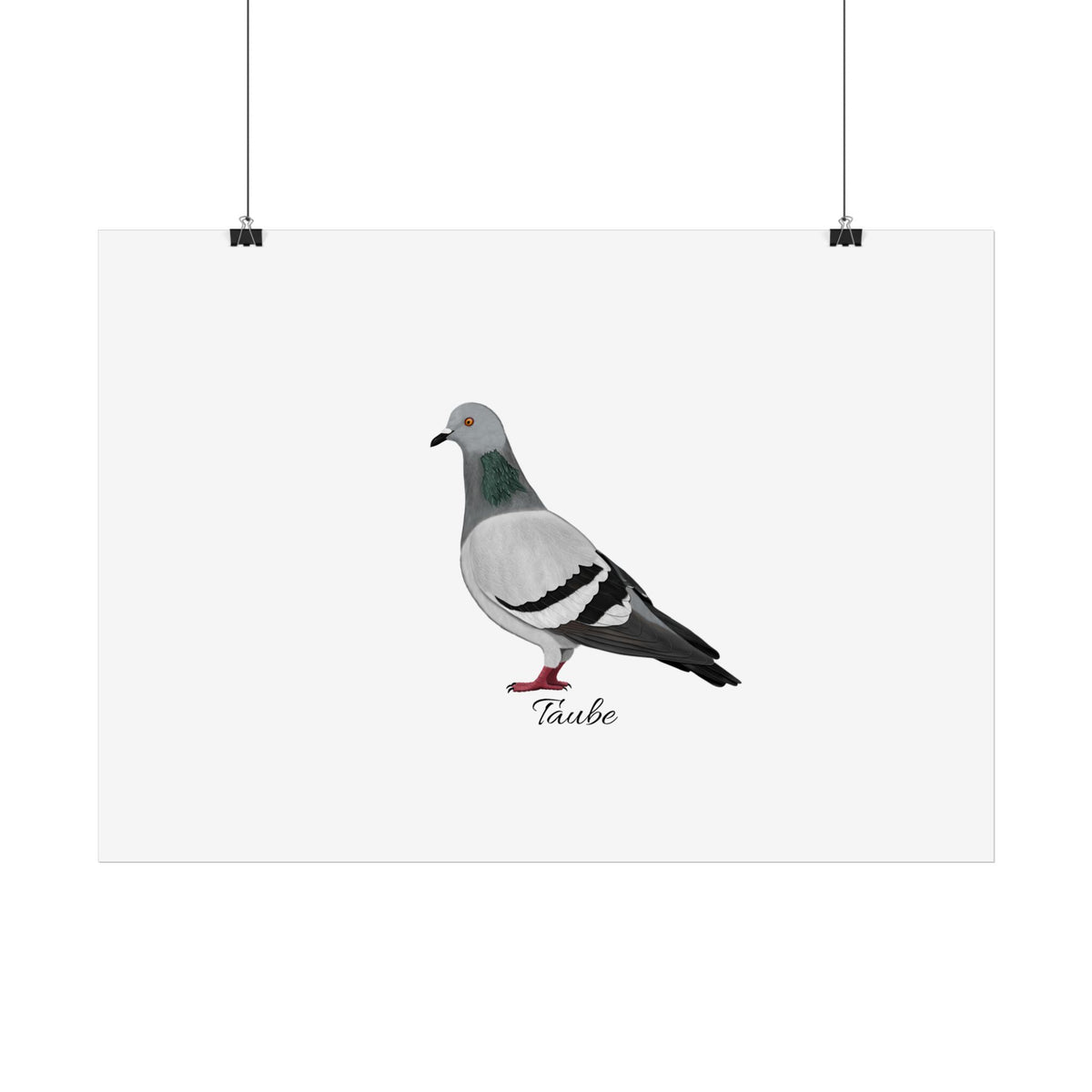 Taube Vogel Poster Weiß – Glossy,