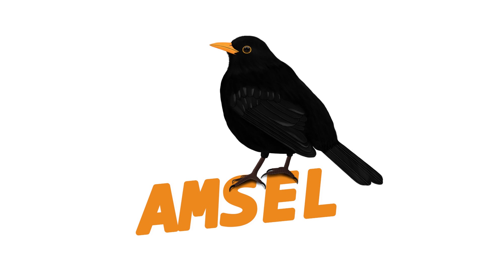 amsel zeichnung auf t-shirts, glückwunschkarten, trauerkarten, tassen, kissen, notizbüchern. tolle geschenke für vogel-freunde