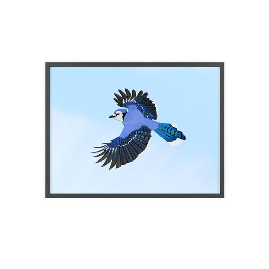 Vogel Poster im Holzrahmen - Blue Jay Poster Gartenvogel Singvogel
