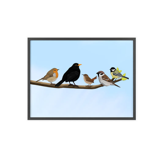 Vogel Poster im Holzrahmen - Vögel auf einem Ast Poster Amsel Rotkehlchen Zaunkönig Spatz Kohlmeise