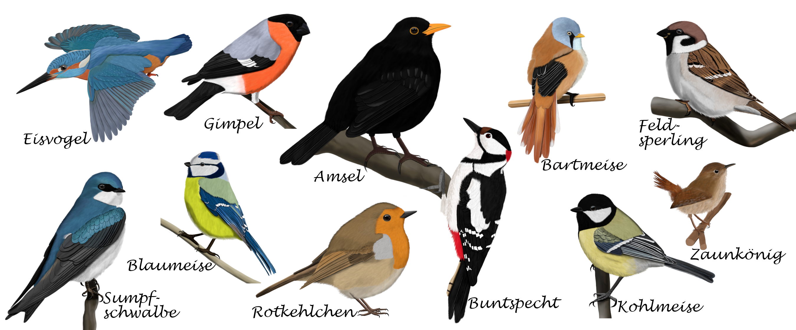 amsel rotkehlchen eisvogel buntspecht blaumeise t-shirts, tassen, glückwunschkarten mit vogelmotiven fuer vogelbeobachter