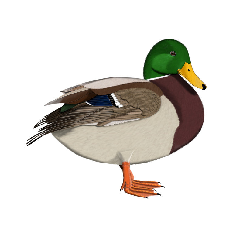 mallard bird t-shirts, stickers, sweatshirts, mugs