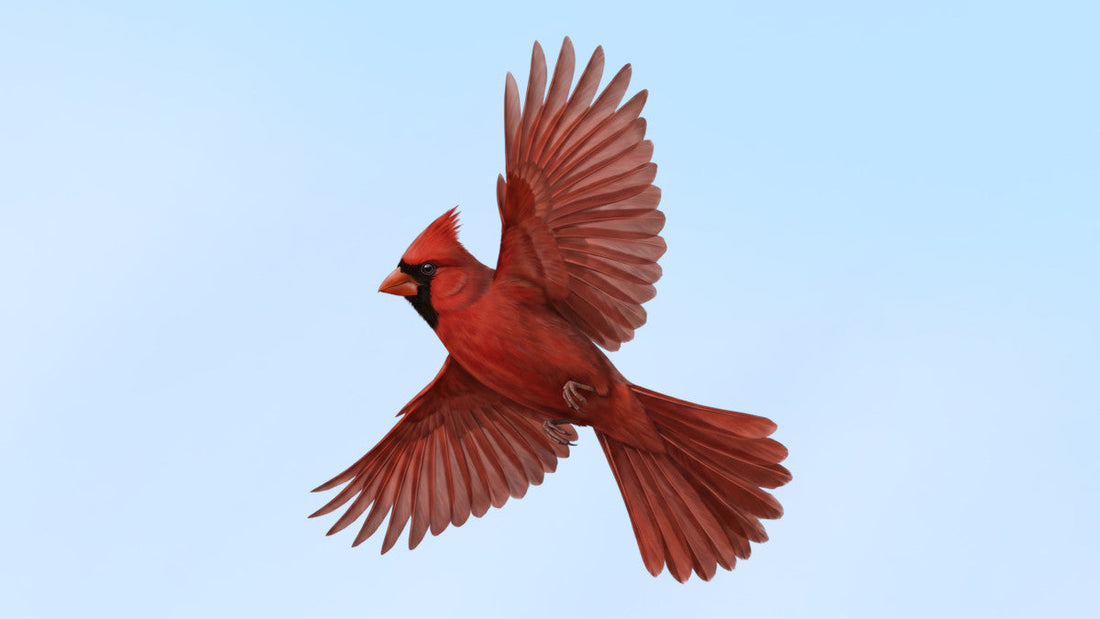 A vibrant red male Northern Cardinal in mid-flight against a clear sky-blue background. Detailed digital bird illustration.