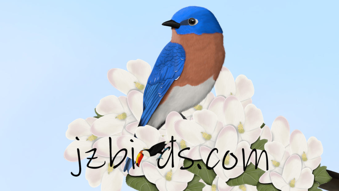 bluebird bird