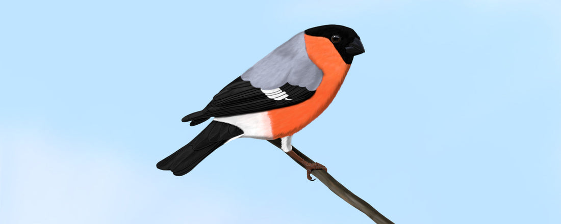 Bullfinch Apparel & Gifts: Winter's Beautiful Bird