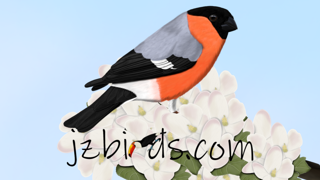 bullfinch bird 