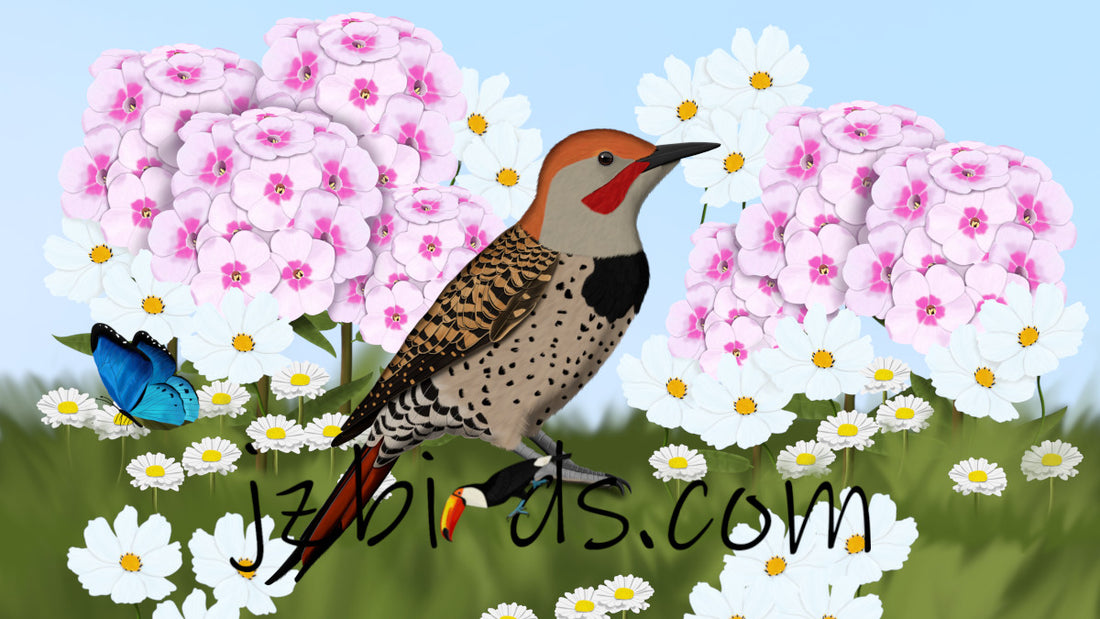 northern flicker bird