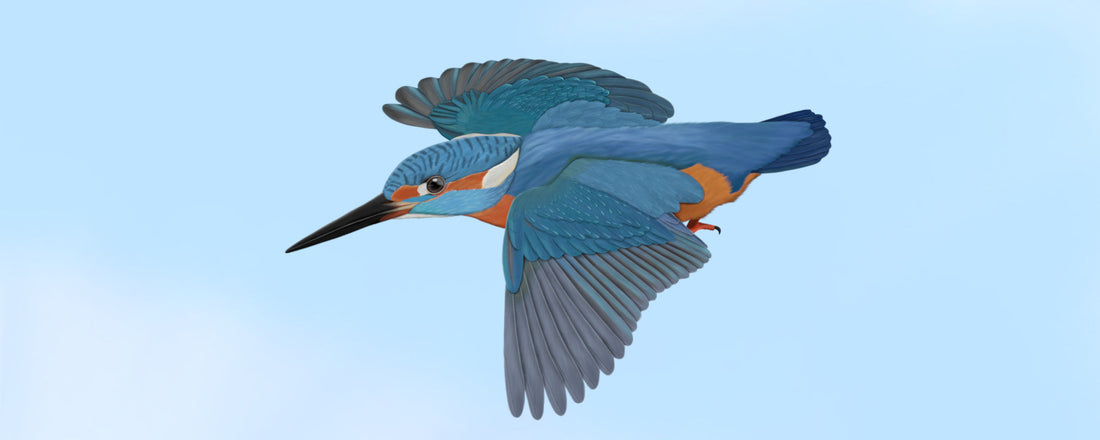 kingfisher gifts bird lovers apparel