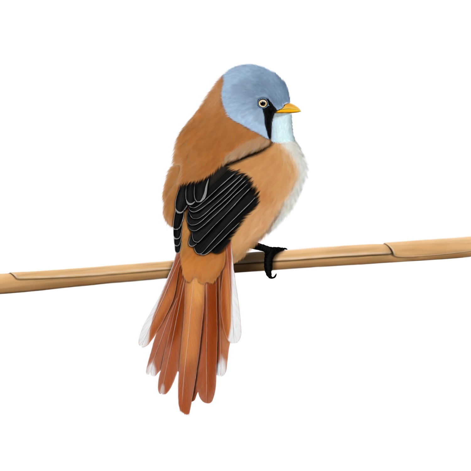 Eine detailreiche Illustration einer Bartmeise im Vintage-Lexikon-Stil, die sich an einem Schilfhalm festhält. Hochwertiges Vogel-Design für Kleidung und Heimtextilien.