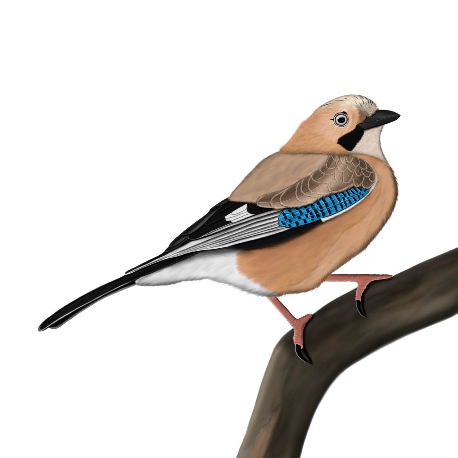 Eine detailreiche Illustration eines Eichelhähers mit rosabraunem Gefieder und leuchtend blauem Flügelband im Vintage-Lexikon-Stil, sitzend auf einem Eichenzweig. Hochwertiges Vogel-Design für den E-Commerce.