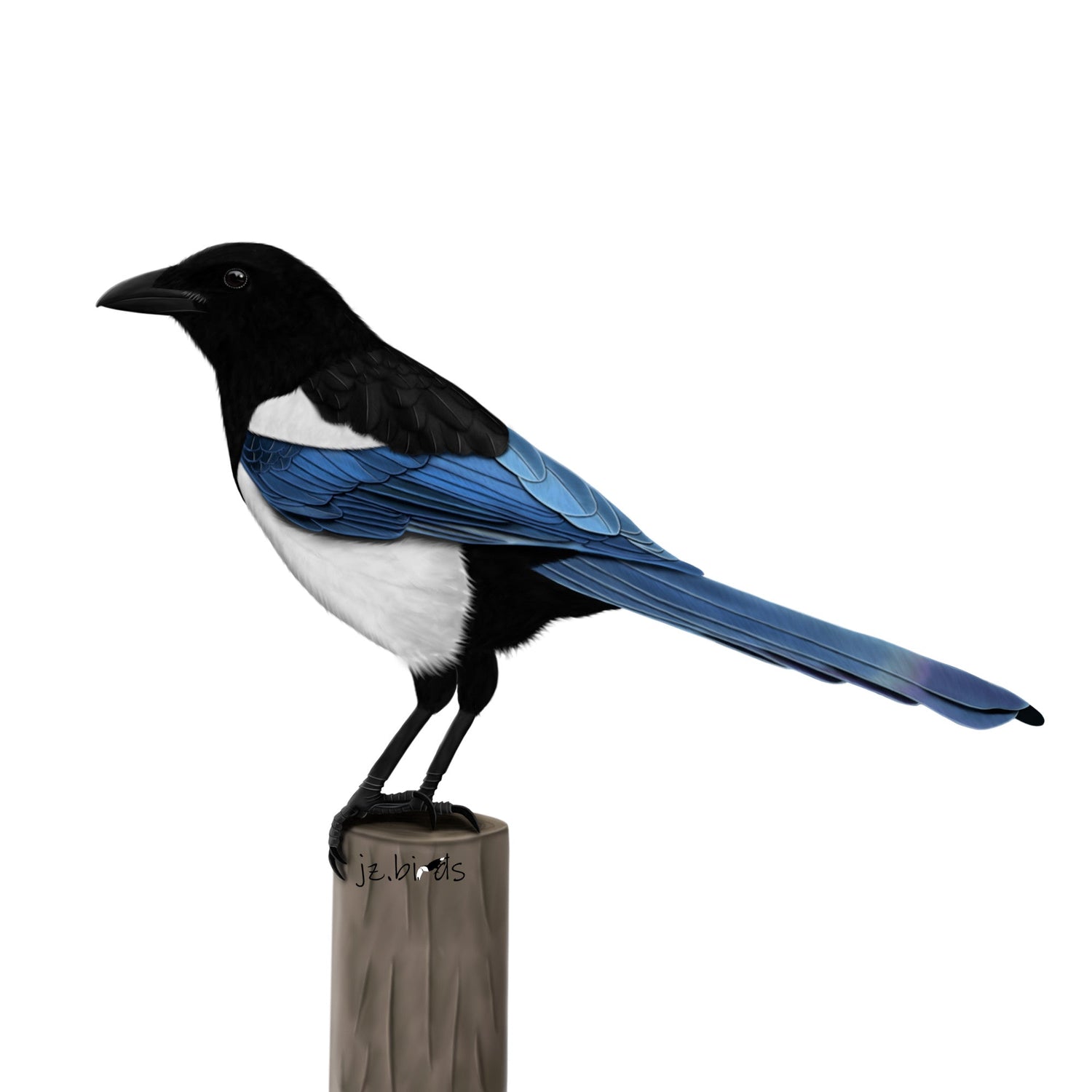 Eine detailreiche Illustration einer Elster mit langem Schwanz, schwarz-weißem Gefieder und schillernden blaugrünen Akzenten im Vintage-Lexikon-Stil. Hochwertiges Vogel-Design für den E-Commerce.