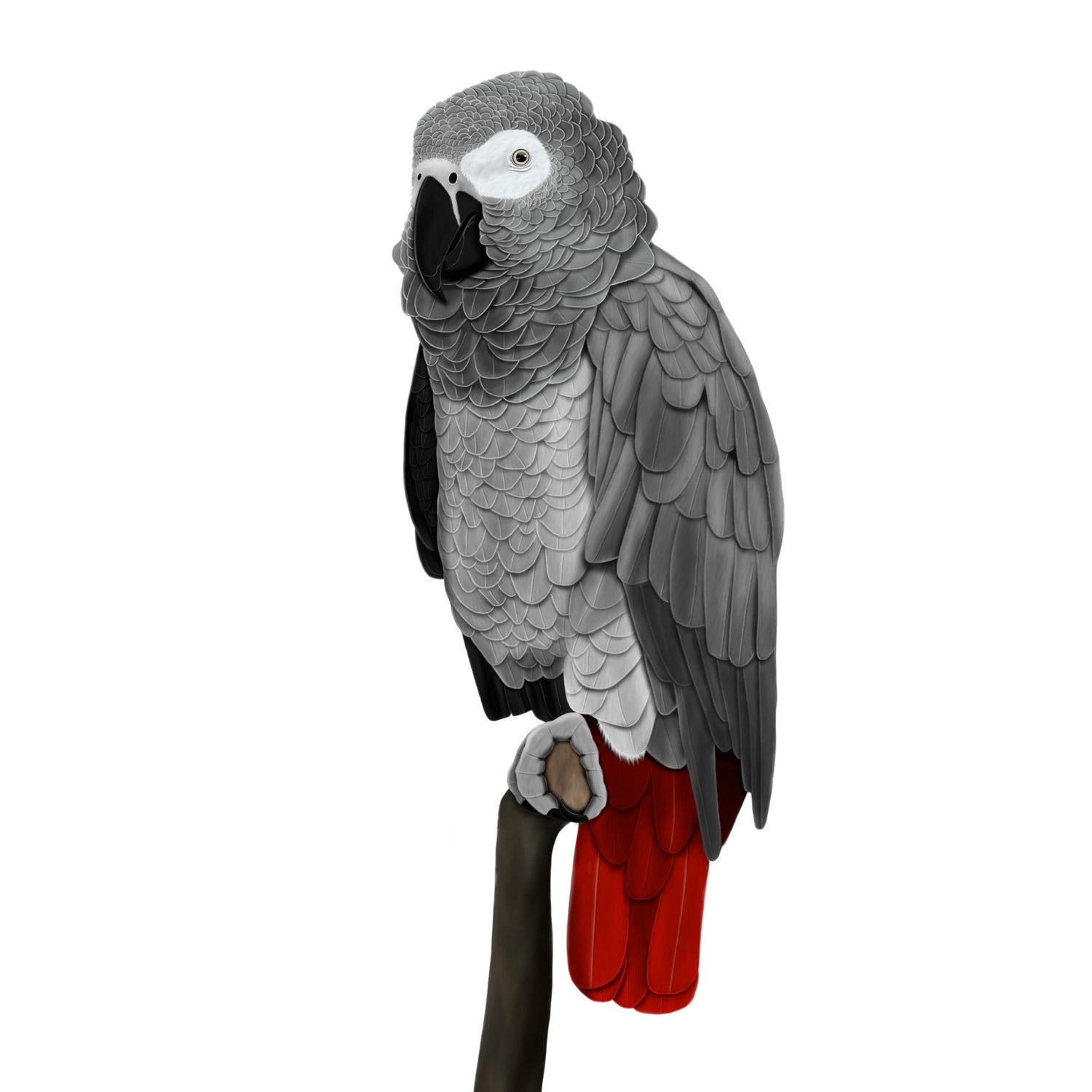 Eine detailreiche Illustration eines Graupapageis mit silbergrauem Gefieder und leuchtend roten Schwanzfedern im Vintage-Lexikon-Stil. Hochwertiges Vogel-Design für den E-Commerce.