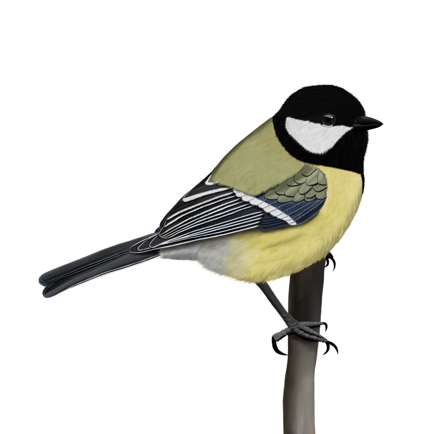 Eine detailreiche Illustration einer Kohlmeise mit gelbem Bauch und schwarzem Kopf im Vintage-Lexikon-Stil, sitzend auf einem feinen Zweig. Hochwertiges Vogel-Design für den E-Commerce.