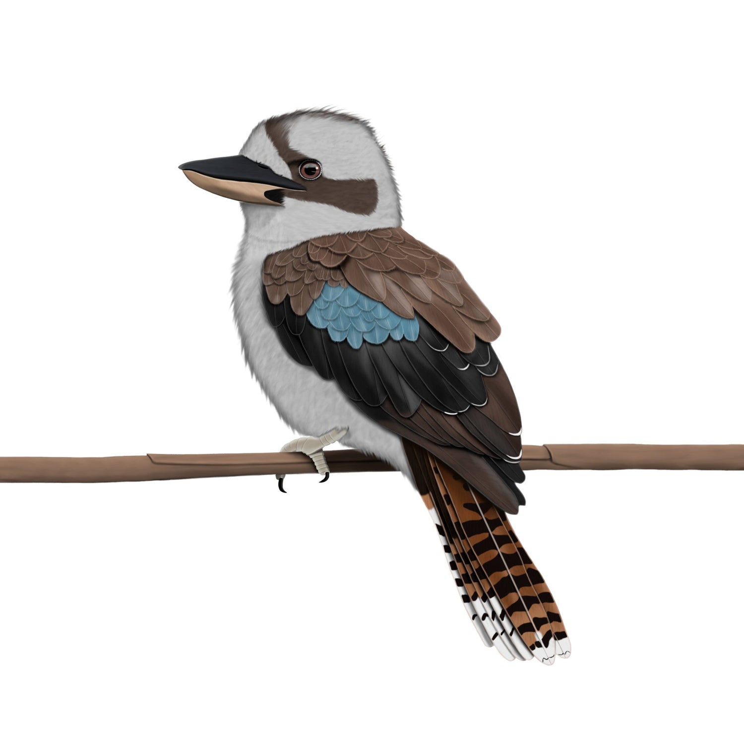 Eine detailreiche Illustration eines Kookaburras (Lachender Hans) in warmen Erdtönen im Vintage-Lexikon-Stil, sitzend auf einem Ast. Hochwertiges exotisches Vogel-Design für den E-Commerce.