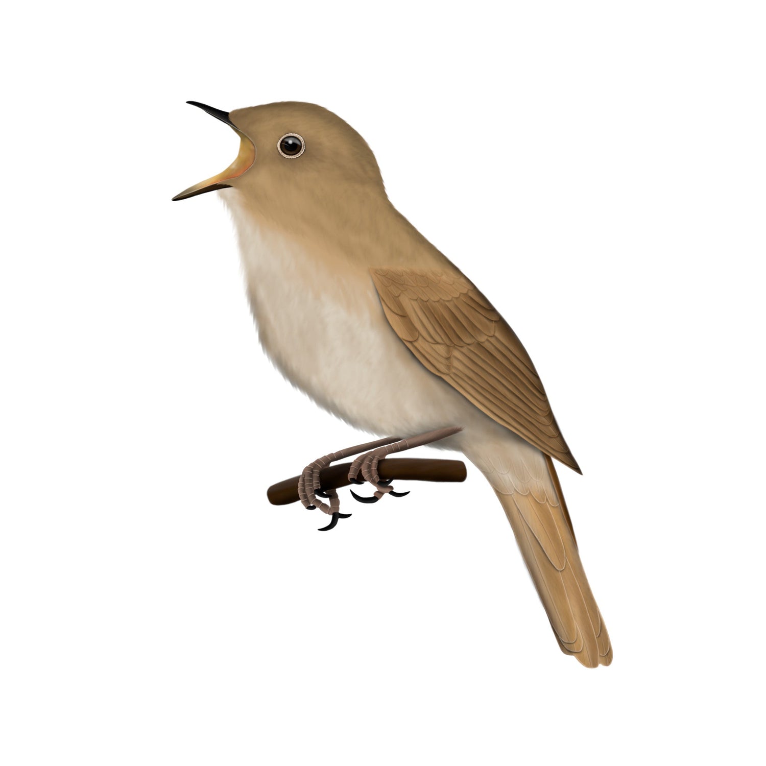 Eine detailreiche Illustration einer Nachtigall in sanften, rotbraunen Erdtönen im Vintage-Lexikon-Stil, sitzend auf einem feinen Frühlingszweig. Hochwertiges Vogel-Design für den E-Commerce.