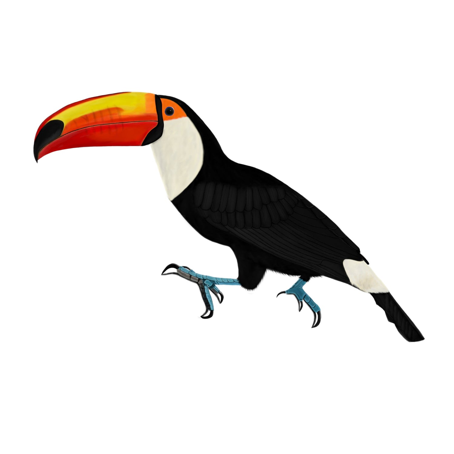 Eine detailreiche Illustration eines Tukans mit großem, farbenprächtigem Schnabel und schwarzem Gefieder im Vintage-Lexikon-Stil. Hochwertiges exotisches Vogel-Design für den E-Commerce.