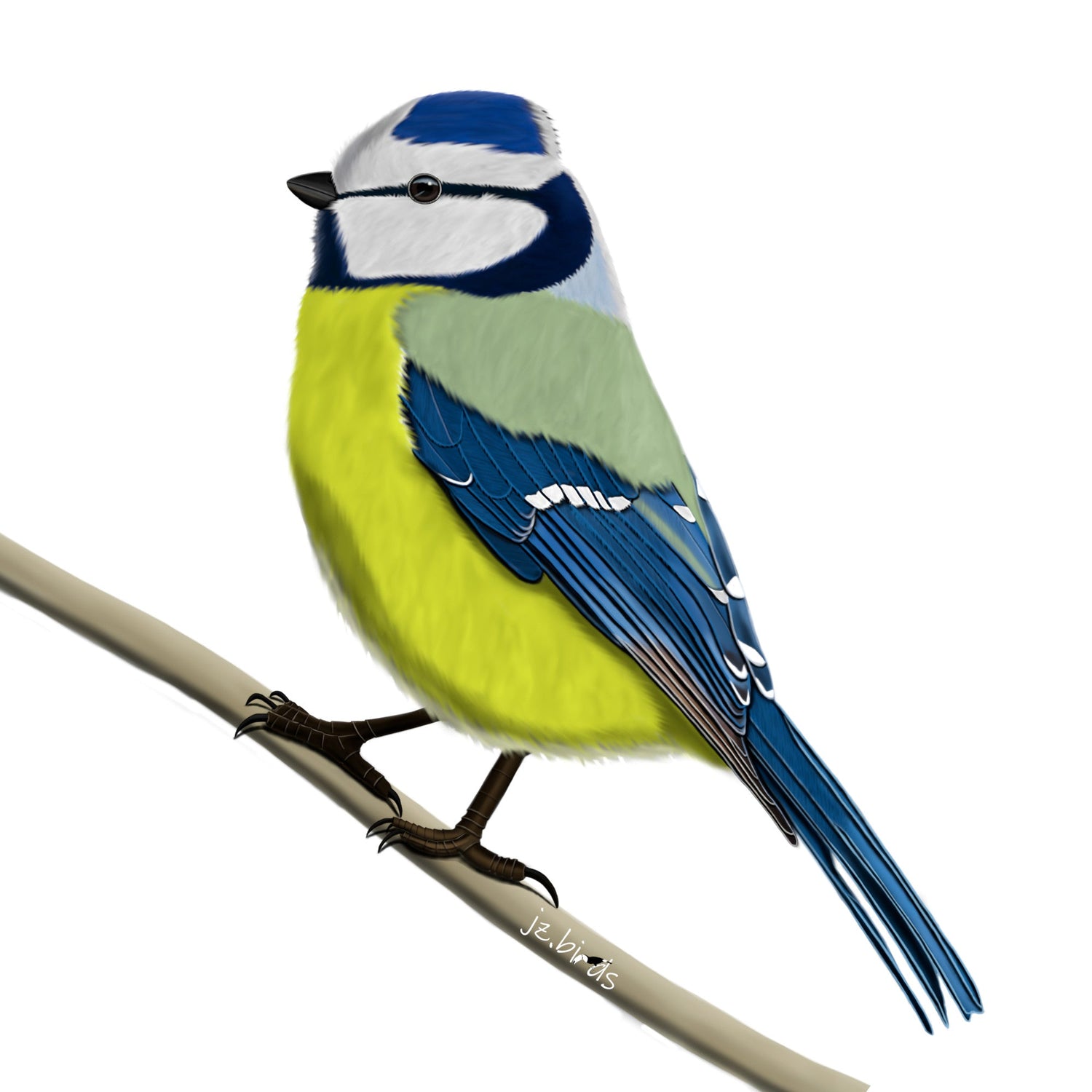 Eine detailreiche Illustration einer Blaumeise mit blauer Kappe und gelber Brust im Vintage-Lexikon-Stil, umrahmt von feinen Blüten. Hochwertiges Vogel-Design für den E-Commerce.