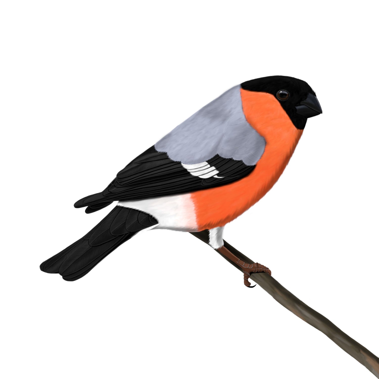 Eine detailreiche Illustration eines Gimpels (Dompfaff) mit rosaroter Brust, grauen Flügeln und schwarzer Kappe im Vintage-Lexikon-Stil. Hochwertiges Vogel-Design für den E-Commerce.