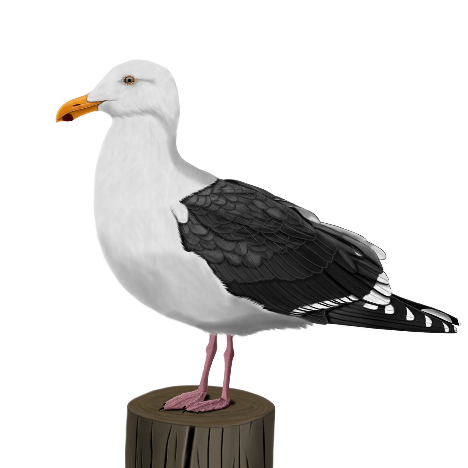 Eine detailreiche Illustration einer Möwe in klaren Weiß- und Grautönen im maritimen Vintage-Lexikon-Stil. Hochwertiges Küsten-Design für den E-Commerce.