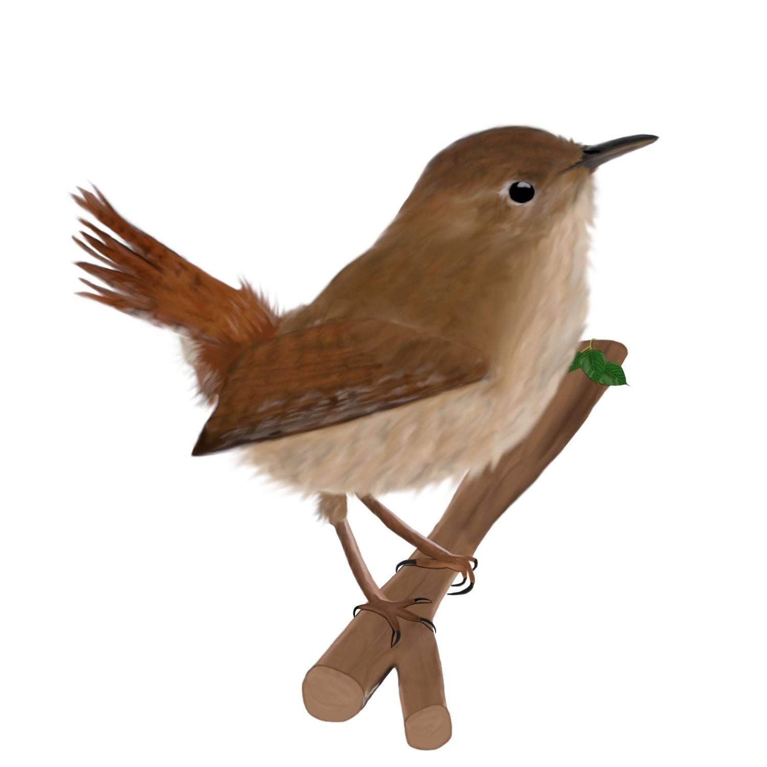 Wren