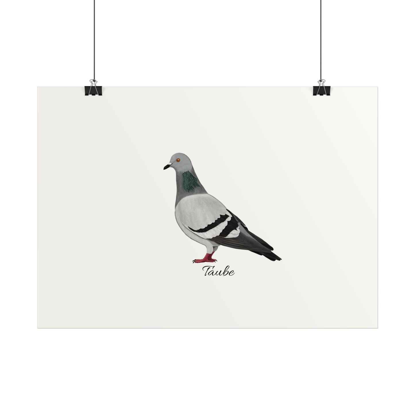 Taube Vogel Poster Weiß