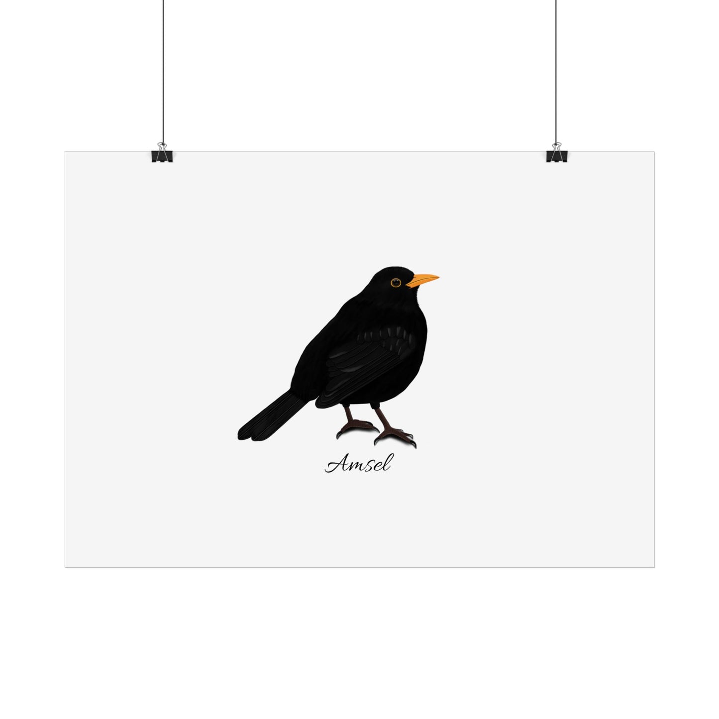 Amsel Vogel Poster Weiß