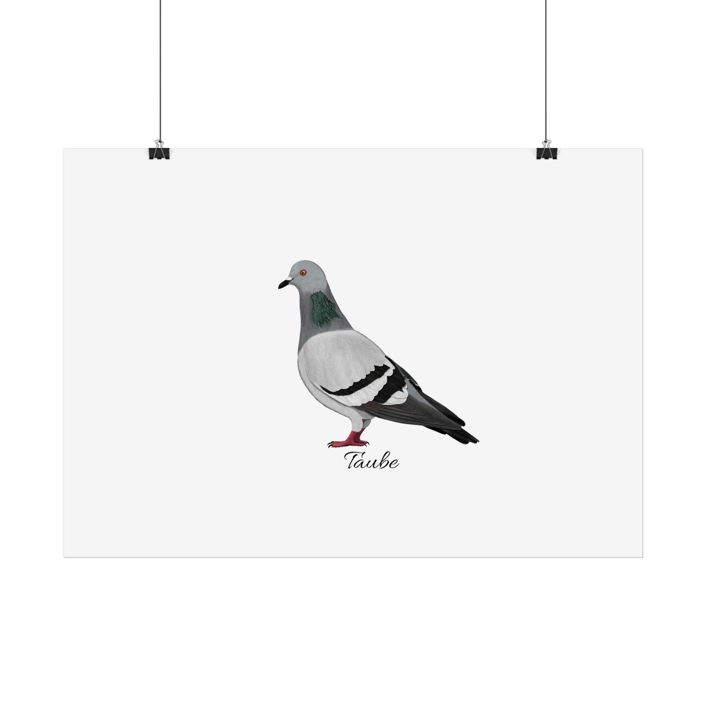 Taube Vogel Poster Weiß