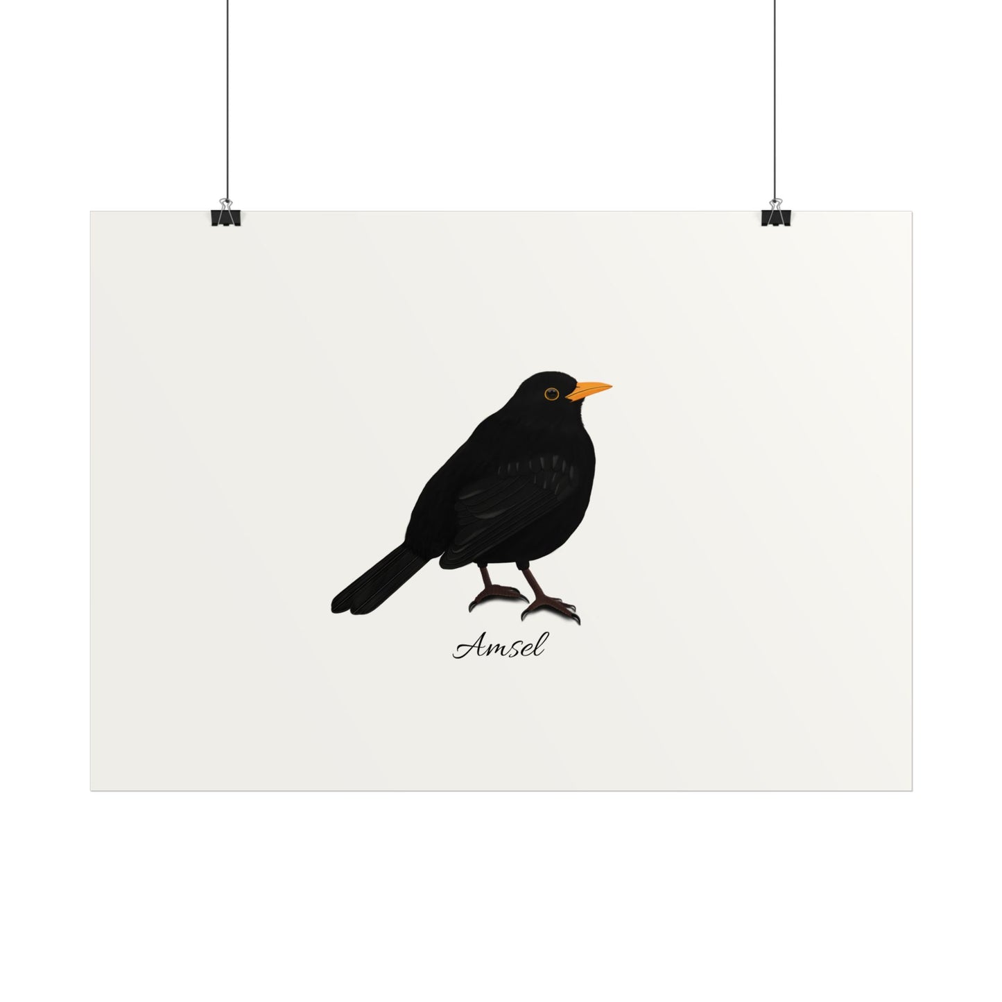 Amsel Vogel Poster Weiß