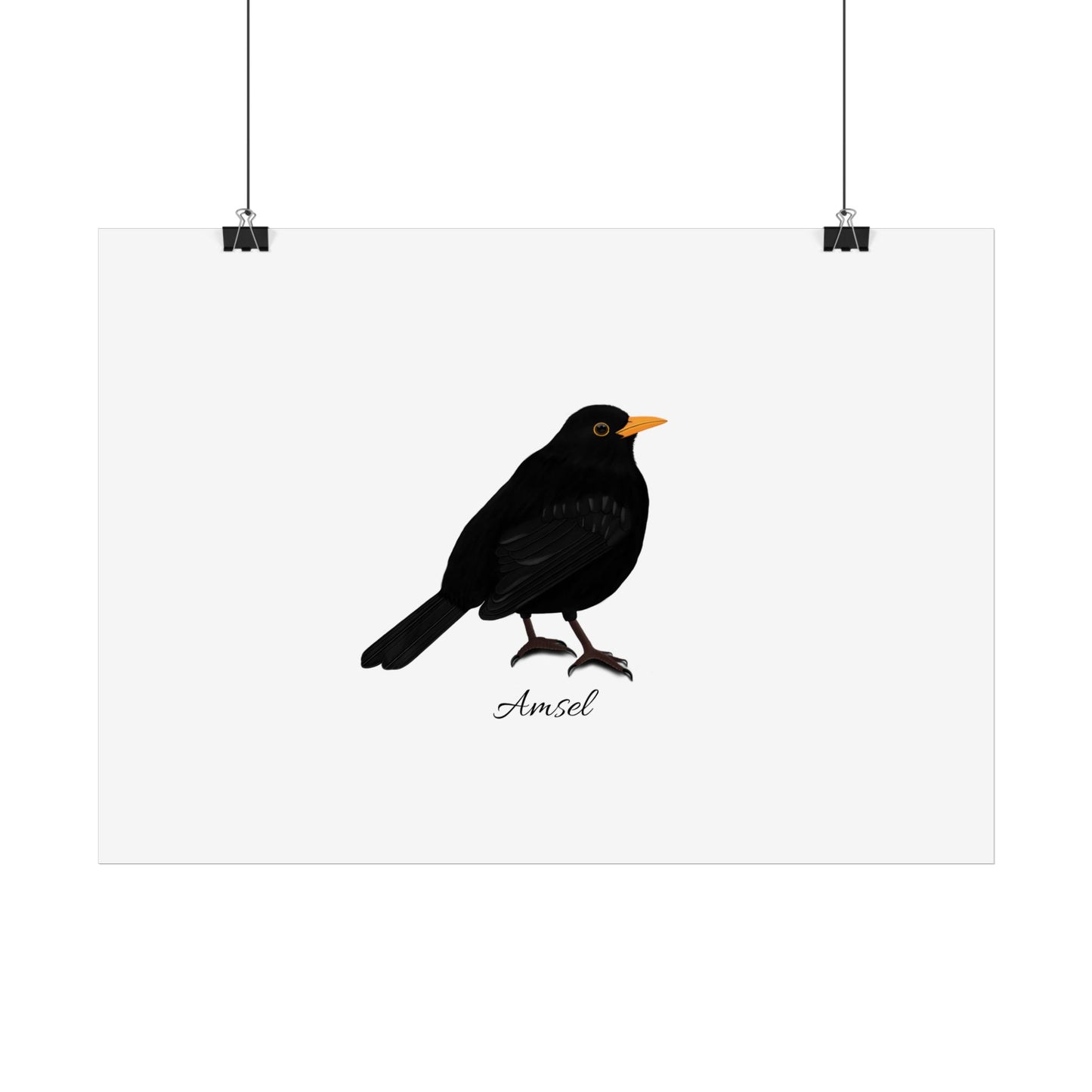 Amsel Vogel Poster Weiß