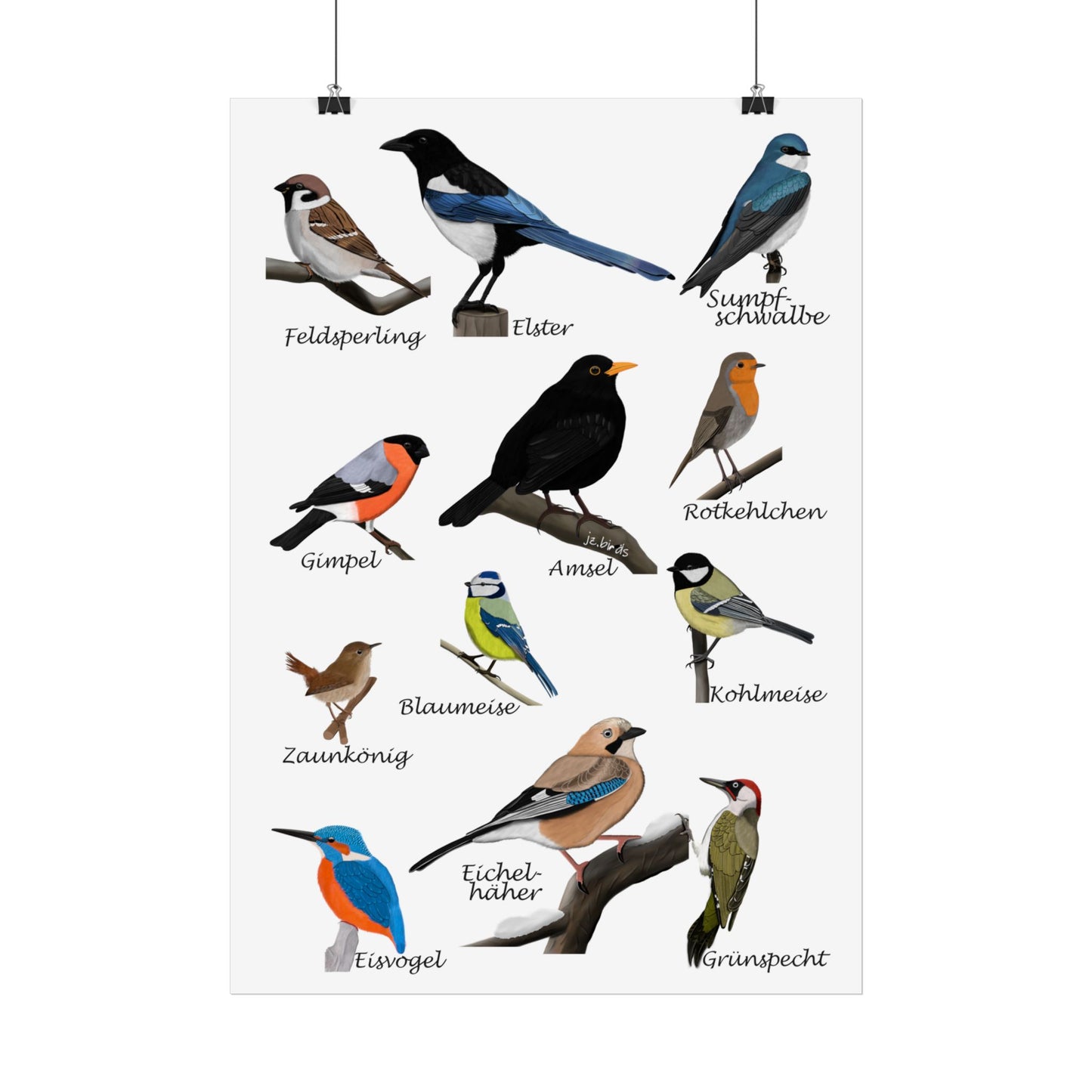 Amsel Blaumeise Rotkehlchen Kohlmeise Eisvogel Gartenvogel Poster