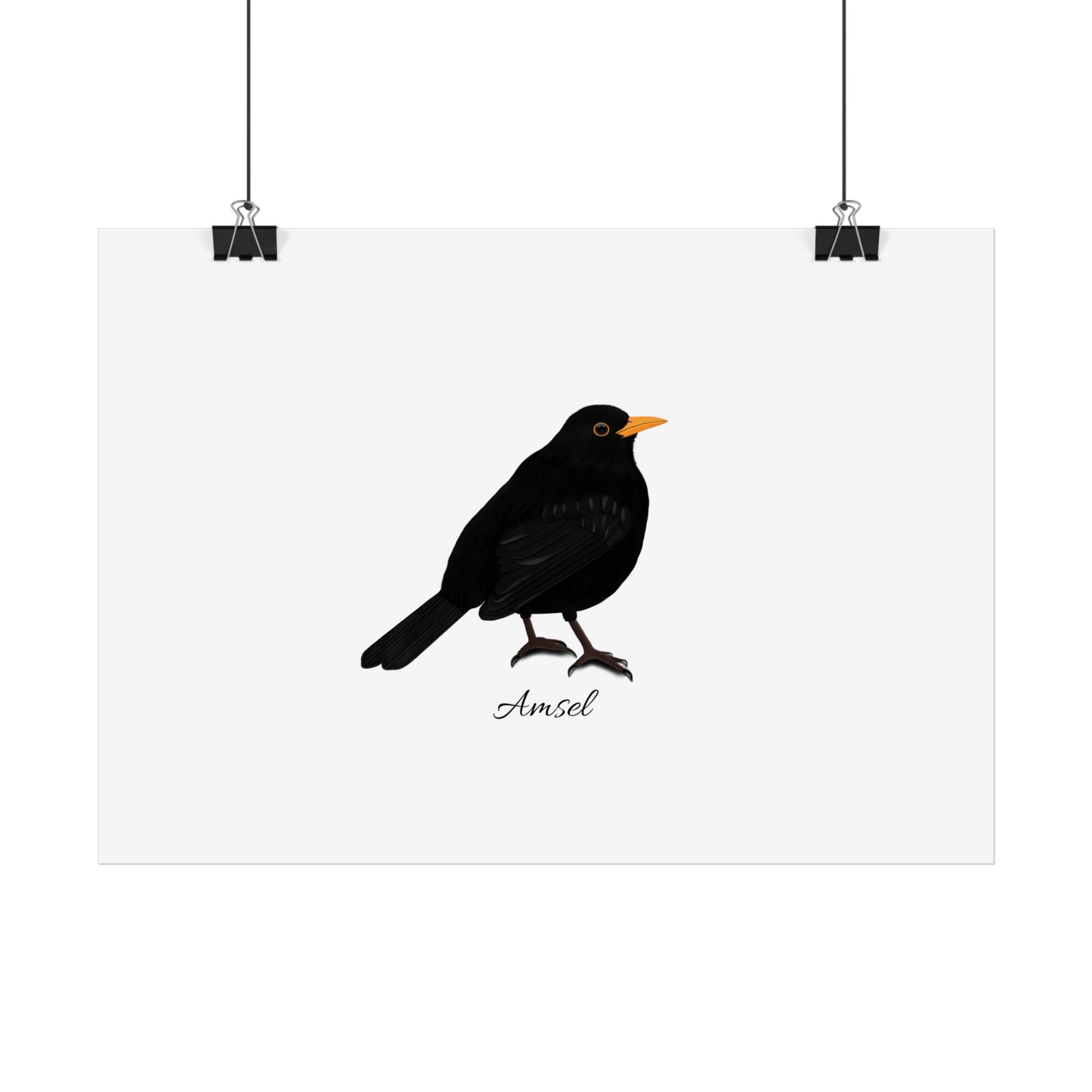 Amsel Vogel Poster Weiß