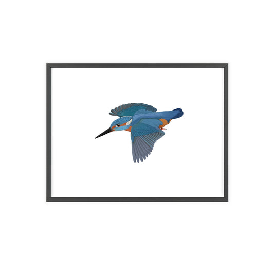 Vogel Poster im Holzrahmen - Eisvogel Poster Singvogel Weiß