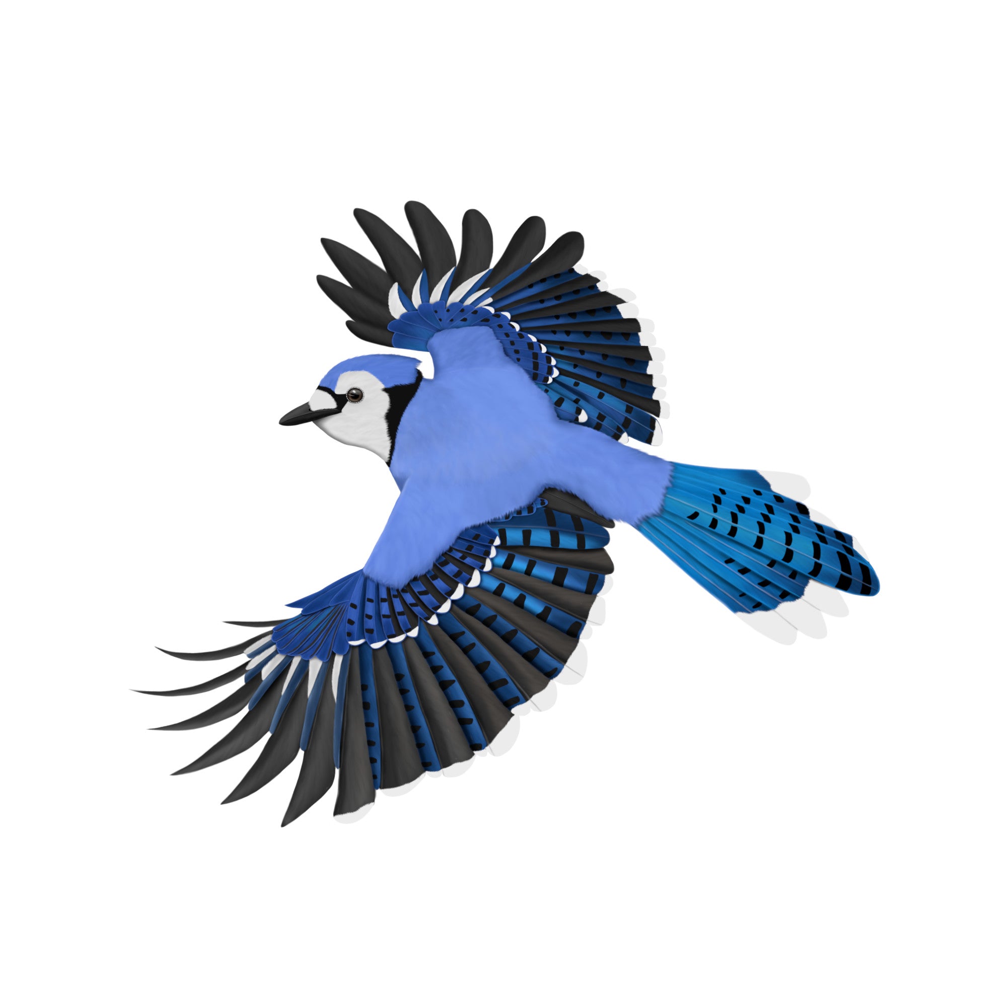 A detailed illustration of a male blue jay with bright blue plumage and a distinct crest in a vintage field guide style.