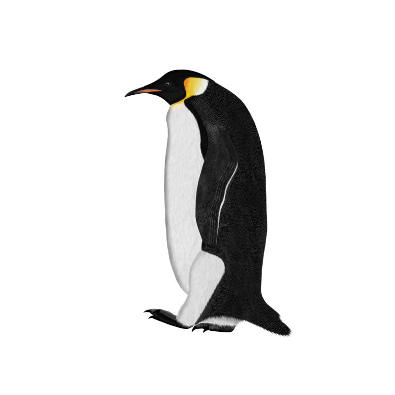 Illustration von einem Pinguin für eine Produktkollektion mit T-Shirts, Tassen, Kissen und Socken mit PInguin Motiven